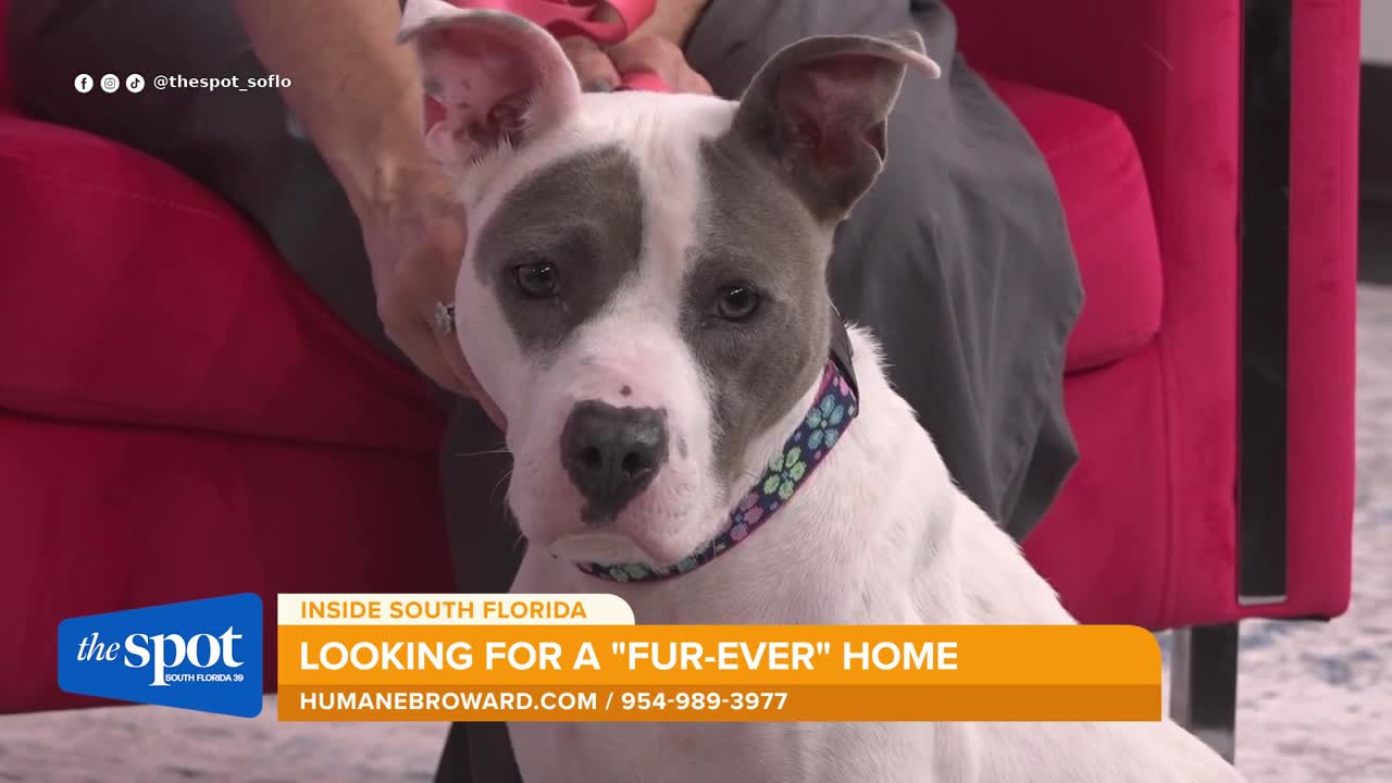 : Meet Marigold: A 3-year-old dog available for adoption at Humane Brewer shelter