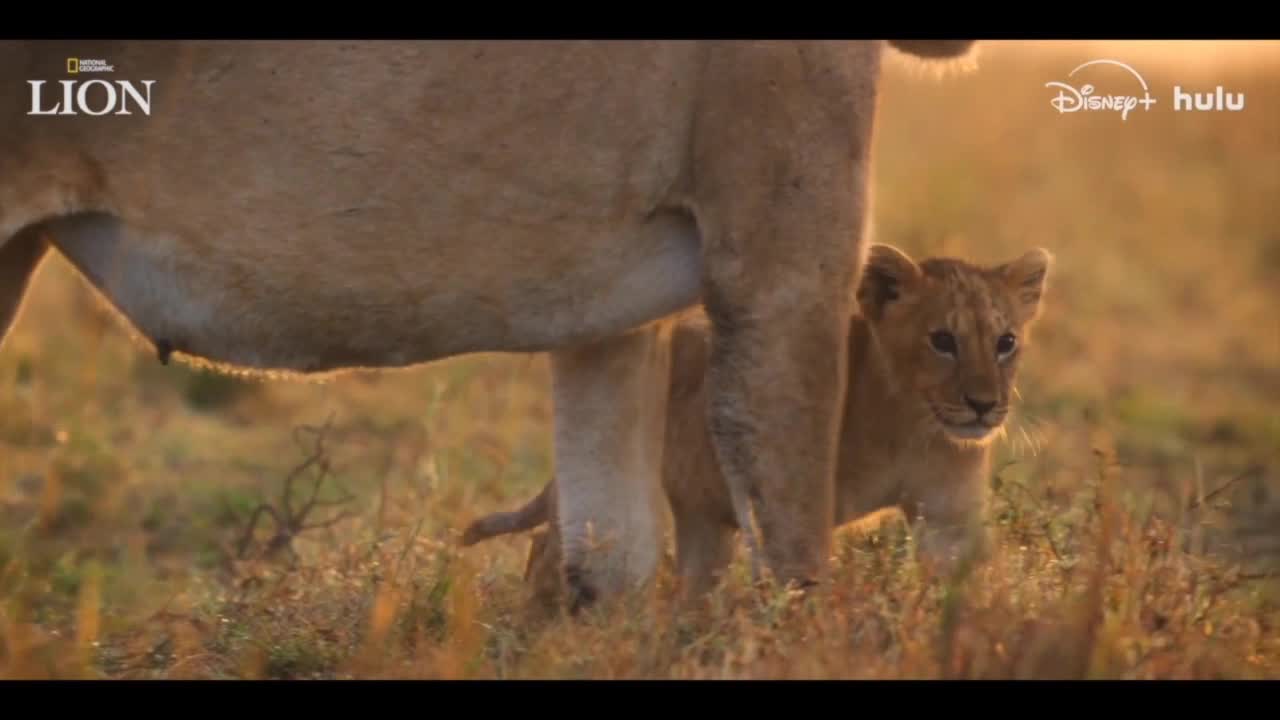 Lion | Morning Blend