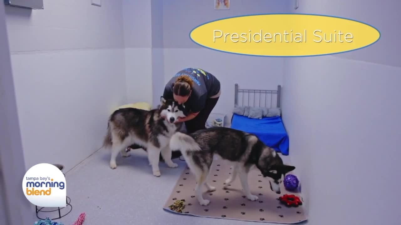 Bay Paws Pet Resort | Morning Blend