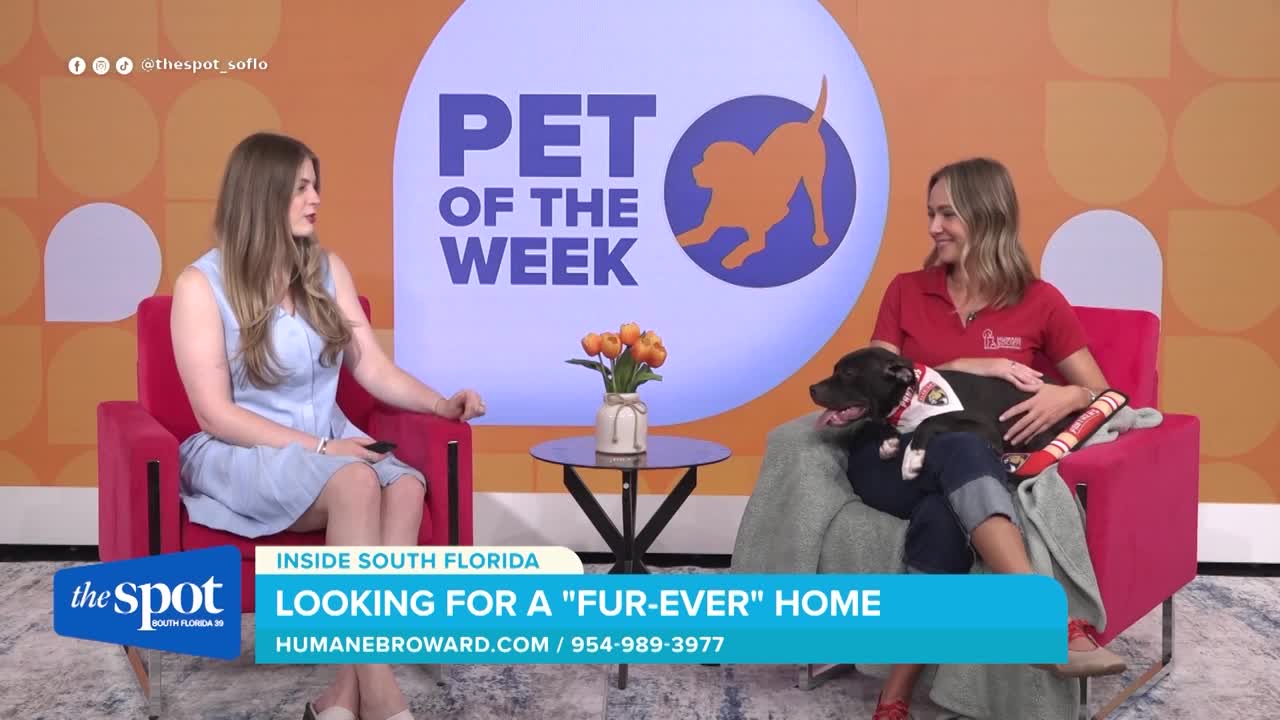 Meet Charming, a 7-month-old pup looking for a calm forever home through Benny's Buddies program