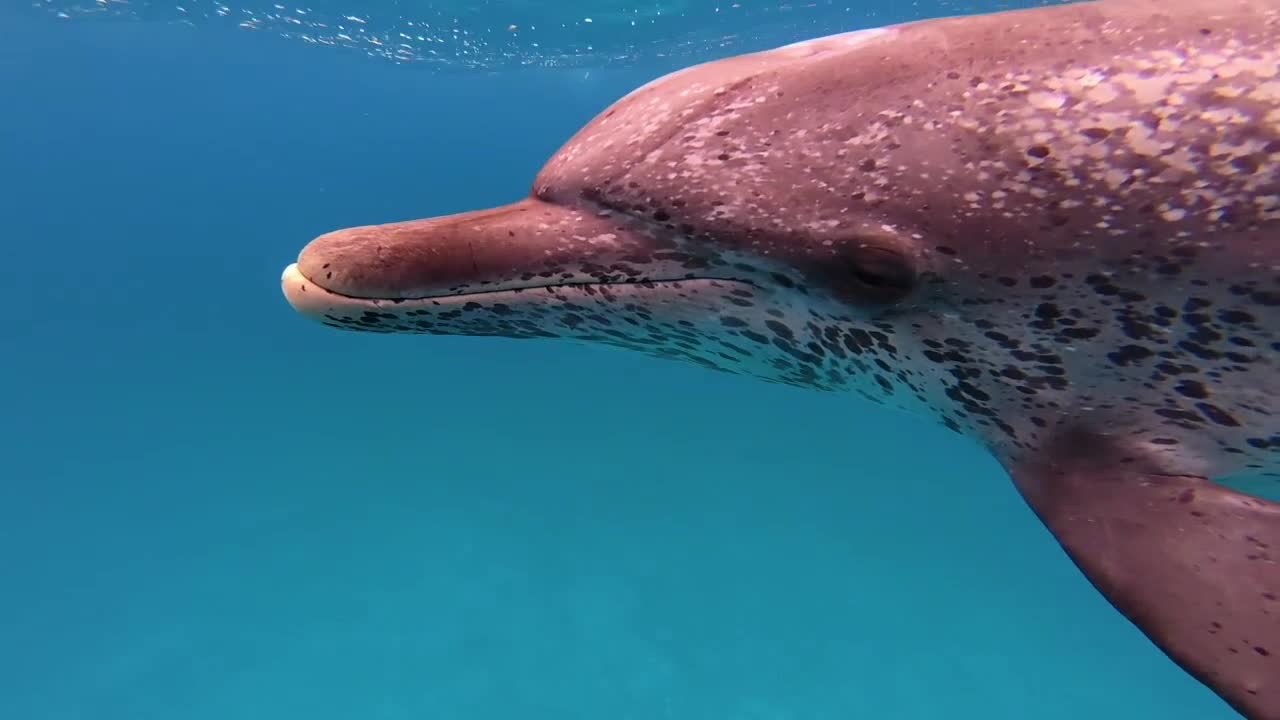 World Dolphin Day | Morning Blend
