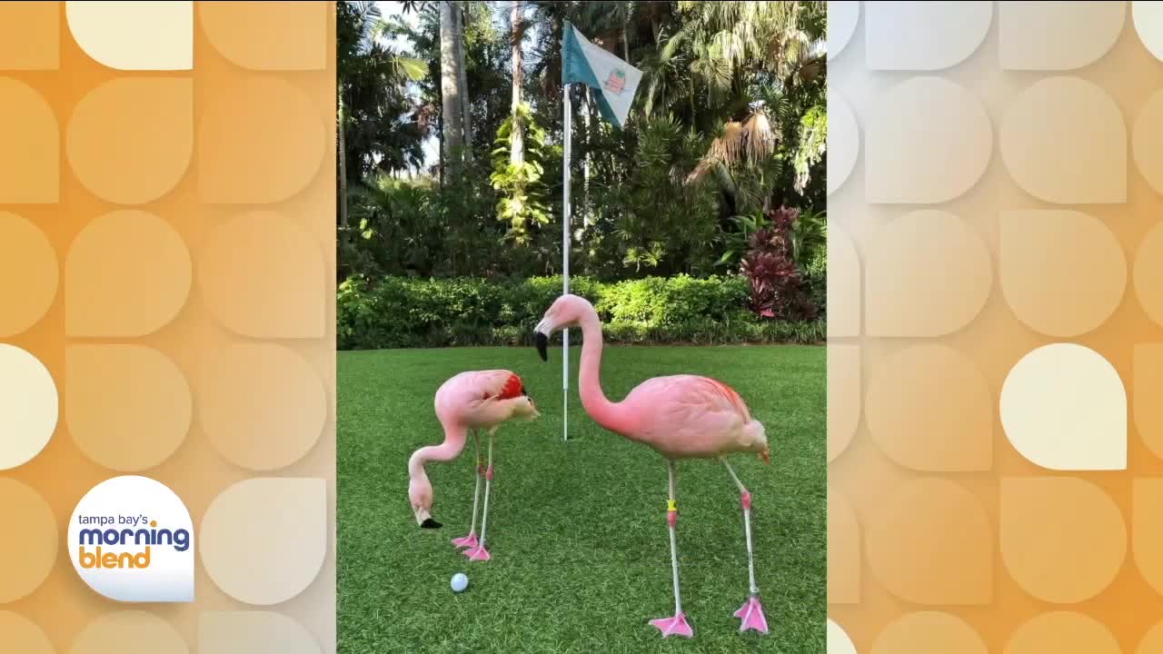 Sunken Gardens | Morning Blend