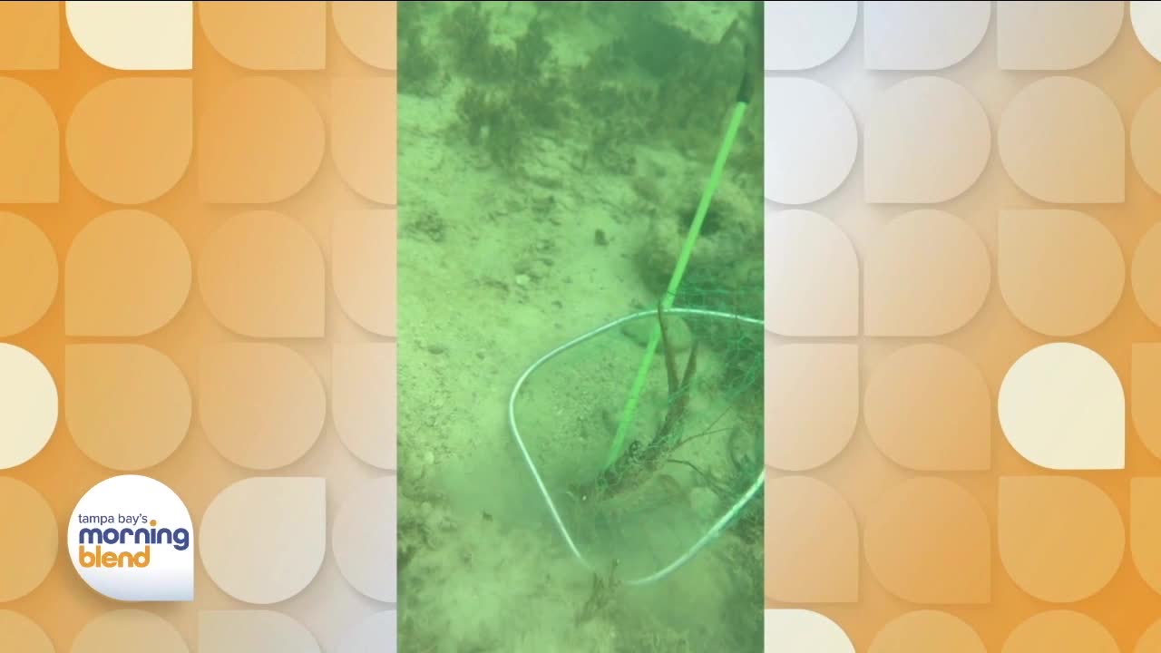 Lobster Season | Morning Blend