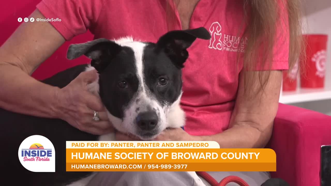 Meet Baby, a 9-year-old border collie mix at Humane Society of Broward County looking for a forever home