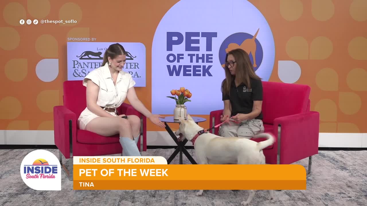 Meet Tina, a 2-year-old Carolina dog at Humane Society of Broward County looking for her forever home
