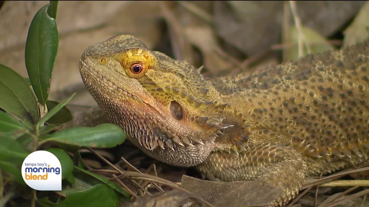 ZOOTAMPA | Morning Blend