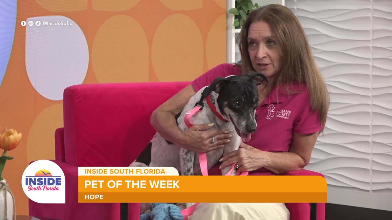 Meet Hope, a dog rescued from Dominica looking for her forever home in South Florida