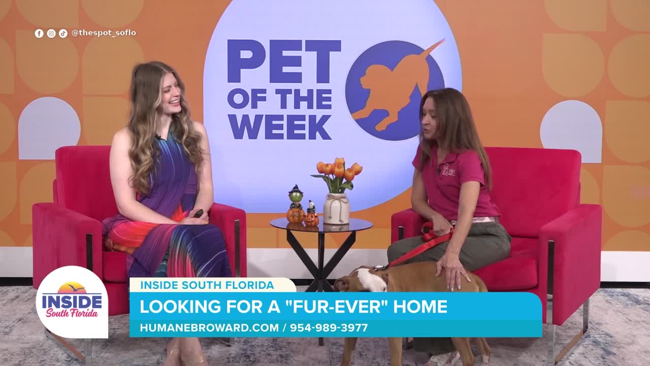 Meet Milo, a goofy, loving boxer mix looking for his forever home in Broward County this week