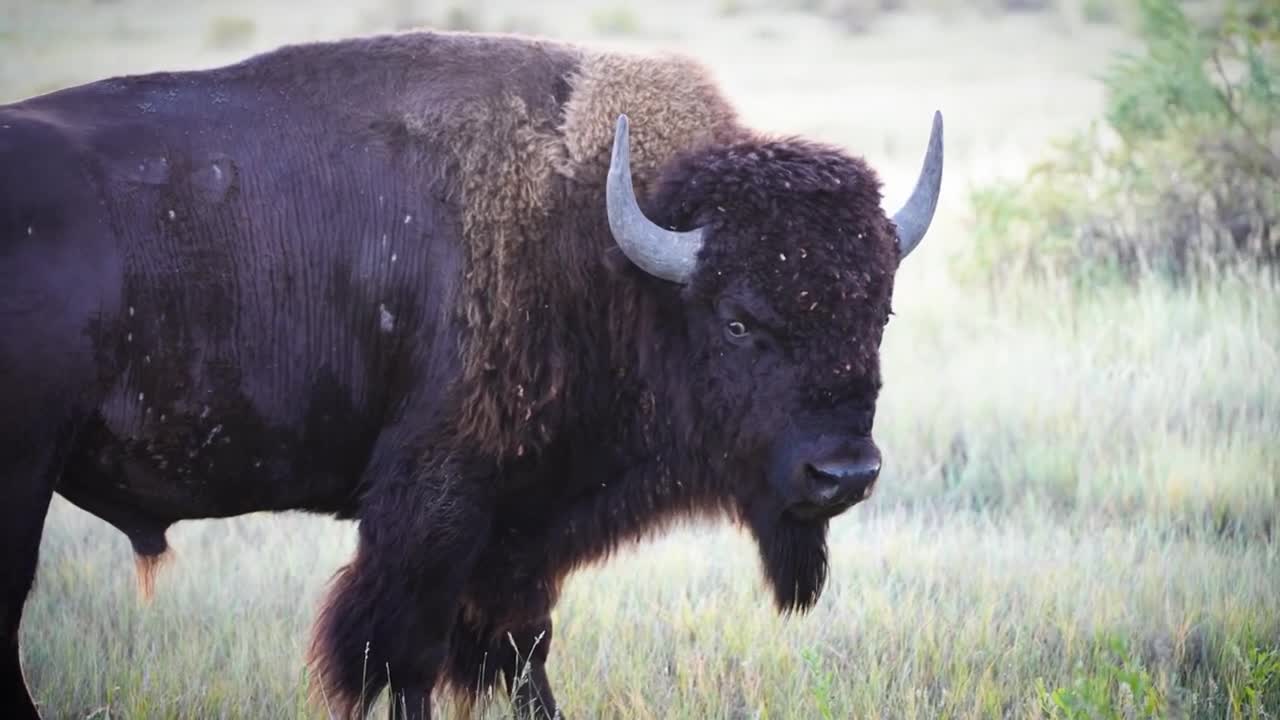 Buffalo harvest gives back to Rocky Boy community during Native American week