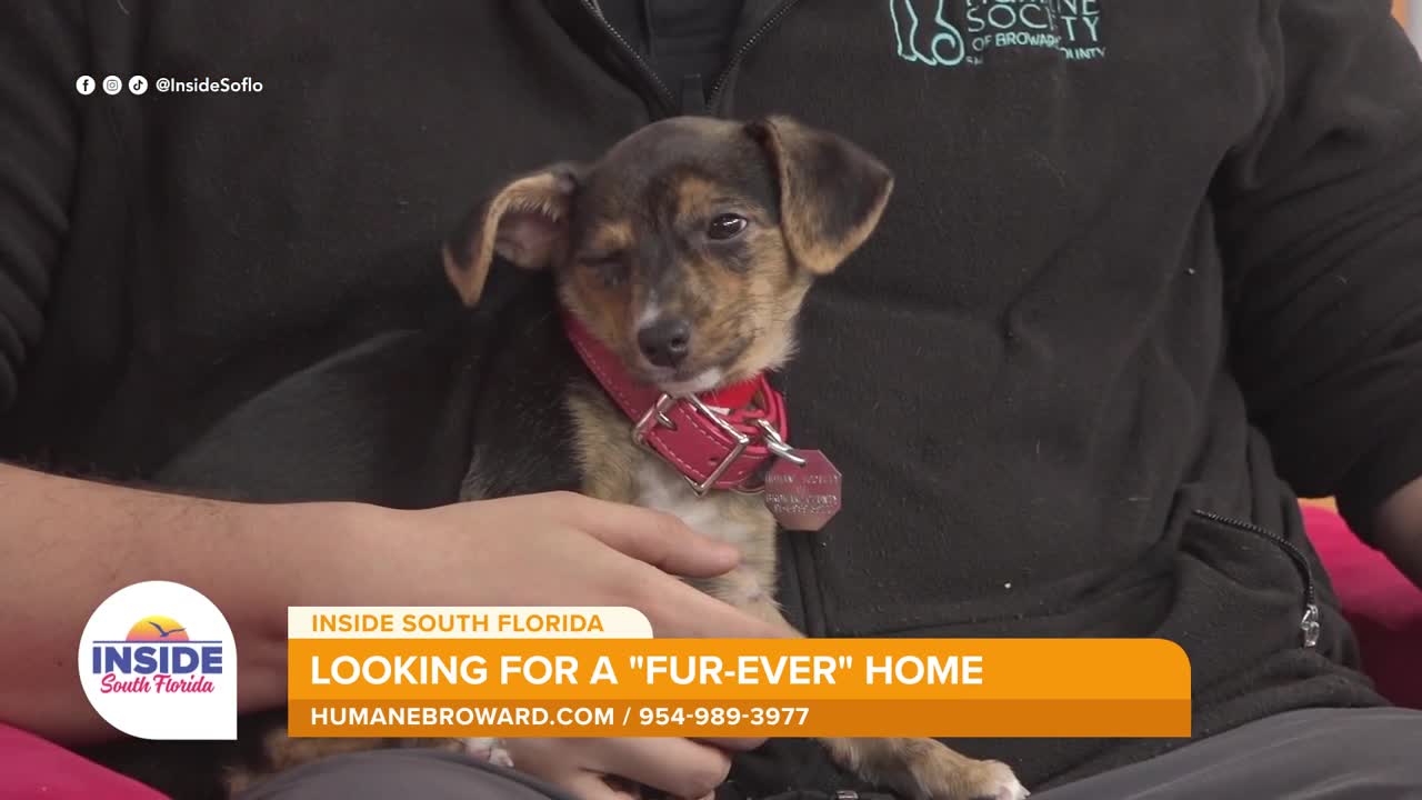 Meet Cara, a 9-week-old puppy available for adoption at the Humane Society of Broward County