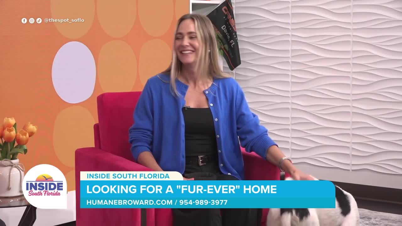 Pet of the Week: Meet Lucas, an Energetic Puppy Looking for a Forever Home
