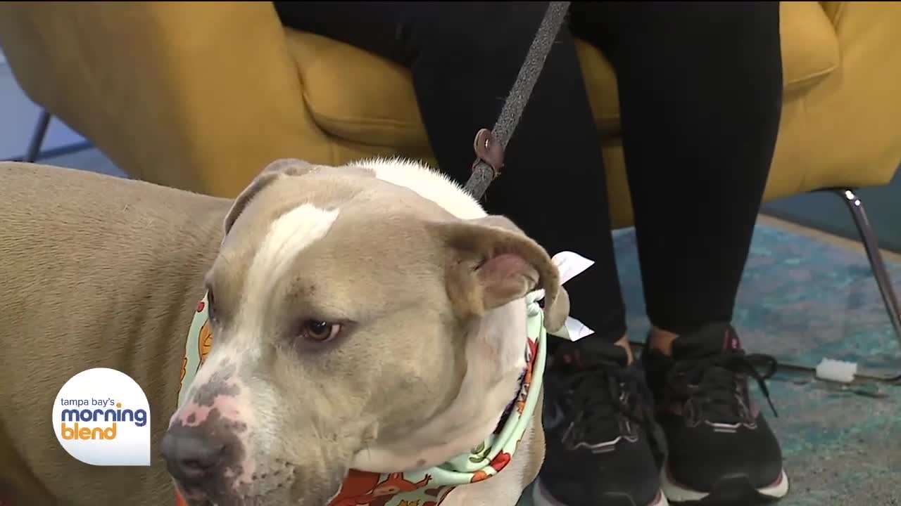 Pet Patrol | Morning Blend