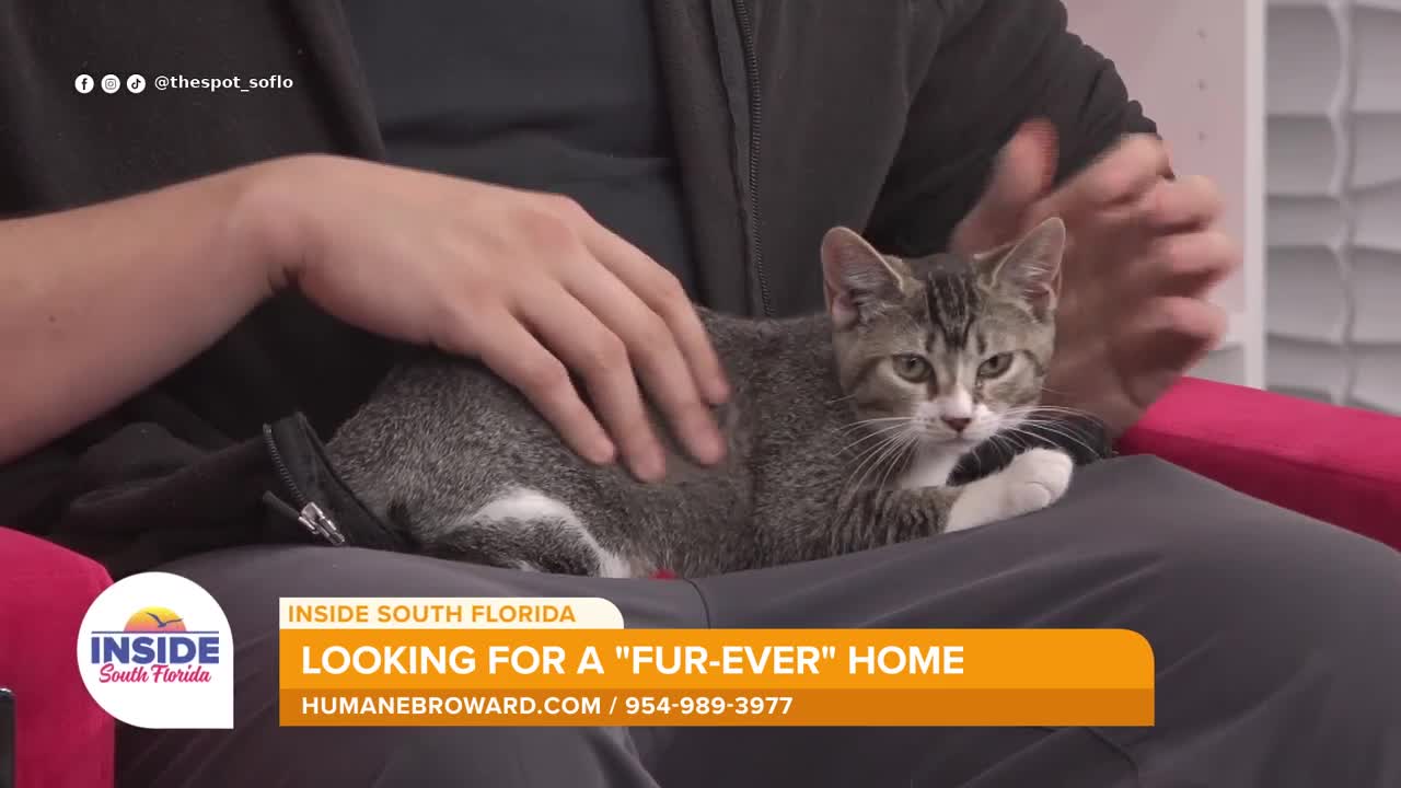 Meet Cathy, a 10-week-old kitten available for adoption at the Humane Society of Broward County