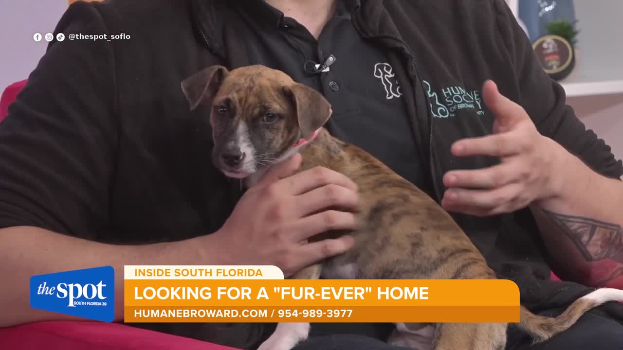 Meet Matilda: Broward County Humane Society puppy from Puerto Rico needs a forever home